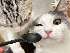 -飞行喵MR PILOT|猫舍·猫咖(静安大融城店)