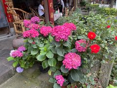 -龙翔山庄雷鸡肉(青城后山泰安古镇店)