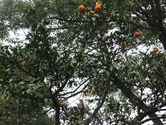 -雨花胜境