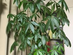 -龙大花卉苗木市场