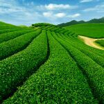 -里岛烤鱼(东港凯虹广场店)