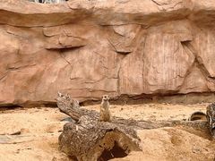 -武汉动物园