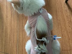 -北京观赏动物医院·24小时大型综合·猫专科·异宠专科