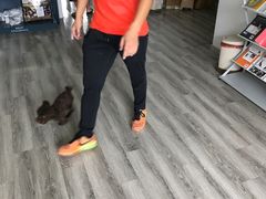 -翊宠yipet猫狗购宠庄园犬舍•猫舍