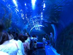 -芜湖新华联大白鲸海洋公园