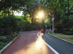 -金花茶公园