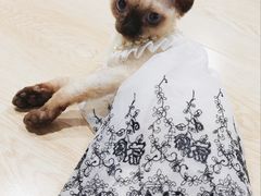 -麒麟缅因猫舍·十五年缅因猫选购中心