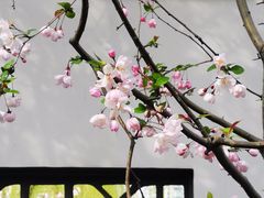 -莫愁湖公园