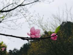 -铁山坪森林公园