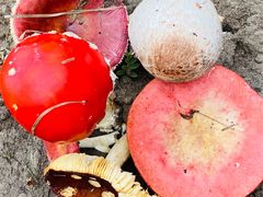 -塞罕坝国家级自然保护区