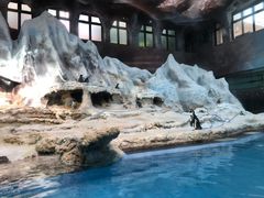 -帝企鹅自助餐厅•儿童岛•真企鹅(长隆企鹅酒店)