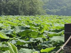 -白鹭湾湿地公园