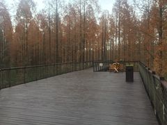 -黄海国家森林公园