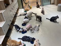 -藏猫猫咖啡主题馆(中央大道店)