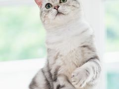 -犬也宠物造型(恒茂国际都会商业街店)