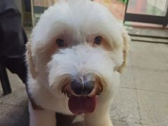 -宠物家(角门东店)