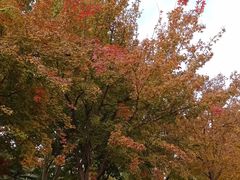 -大兴滨河森林公园