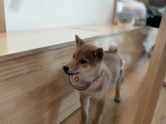 -柴犬小屋·柴餐厅·狗咖食堂(金鼎广场店)