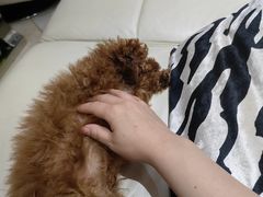 -天宠宠物医院24小时·急重症诊疗中心·全科·腔镜特色(和平分院)