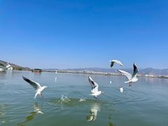 -西昌邛海湿地