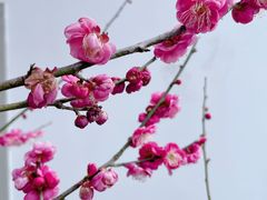 -杭州植物园