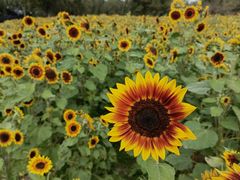 -长白岛森林公园