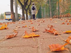 -三里屯东五街银杏大道