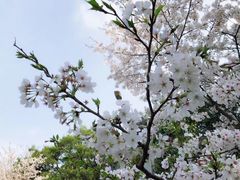 -武汉大学-樱园
