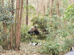 -成都大熊猫繁育研究基地