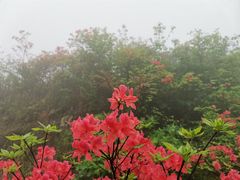 -大围山国家森林公园