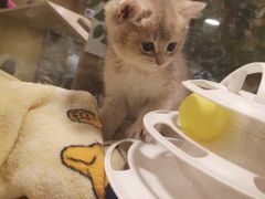 -屋虎猫馆(宝安大仟里店)