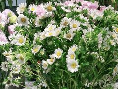 -Libra Flora花店(骆岗中央公园店)