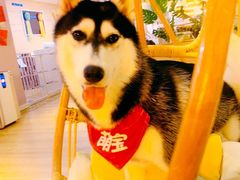 -Husky Go! 哈士奇体验馆·宠物咖啡厅狗咖