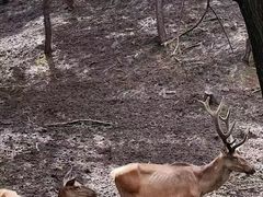 -沈阳森林动物园