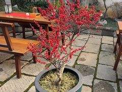 -鲤院·新中式美学·庭院餐厅(夫子庙店)