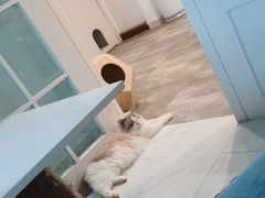 -楼上猫咖(罗湖店)