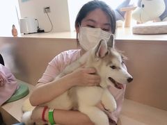 -Husky Go! 哈士奇体验馆·宠物咖啡厅狗咖