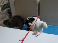 -Anne猫窝咖啡屋