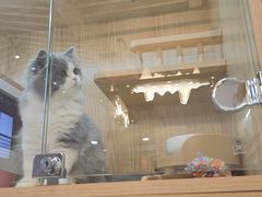 -山宅一喵德文卷毛猫舍