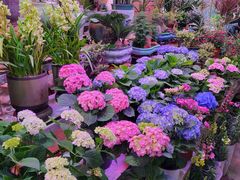 -花鸟鱼虫鲜花绿植市场(玉泉路店)