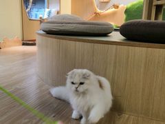 -猫和宫(六道口店)