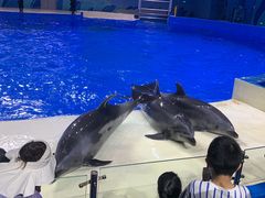 -石家庄极地海洋世界