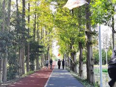 -上海长兴岛郊野公园