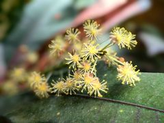 -中国科学院华南植物园