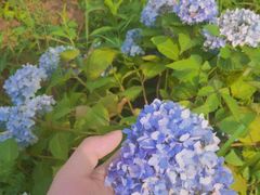 -大塘金香草谷