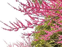 -洋湖国家湿地公园