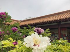 -神州牡丹园