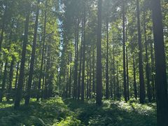 -黄海国家森林公园