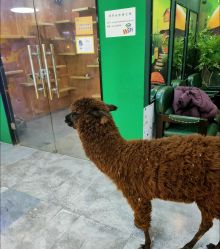 -神奇动物撸宠馆·羊驼·小浣熊·异宠(豫园店)
