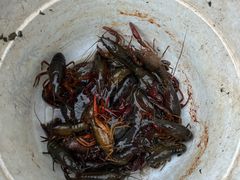 -同銮特种养殖场·龙虾垂钓